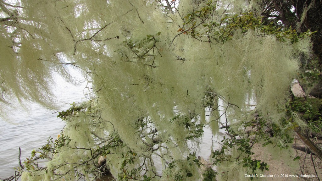 Lake Hauroko Tree Moss